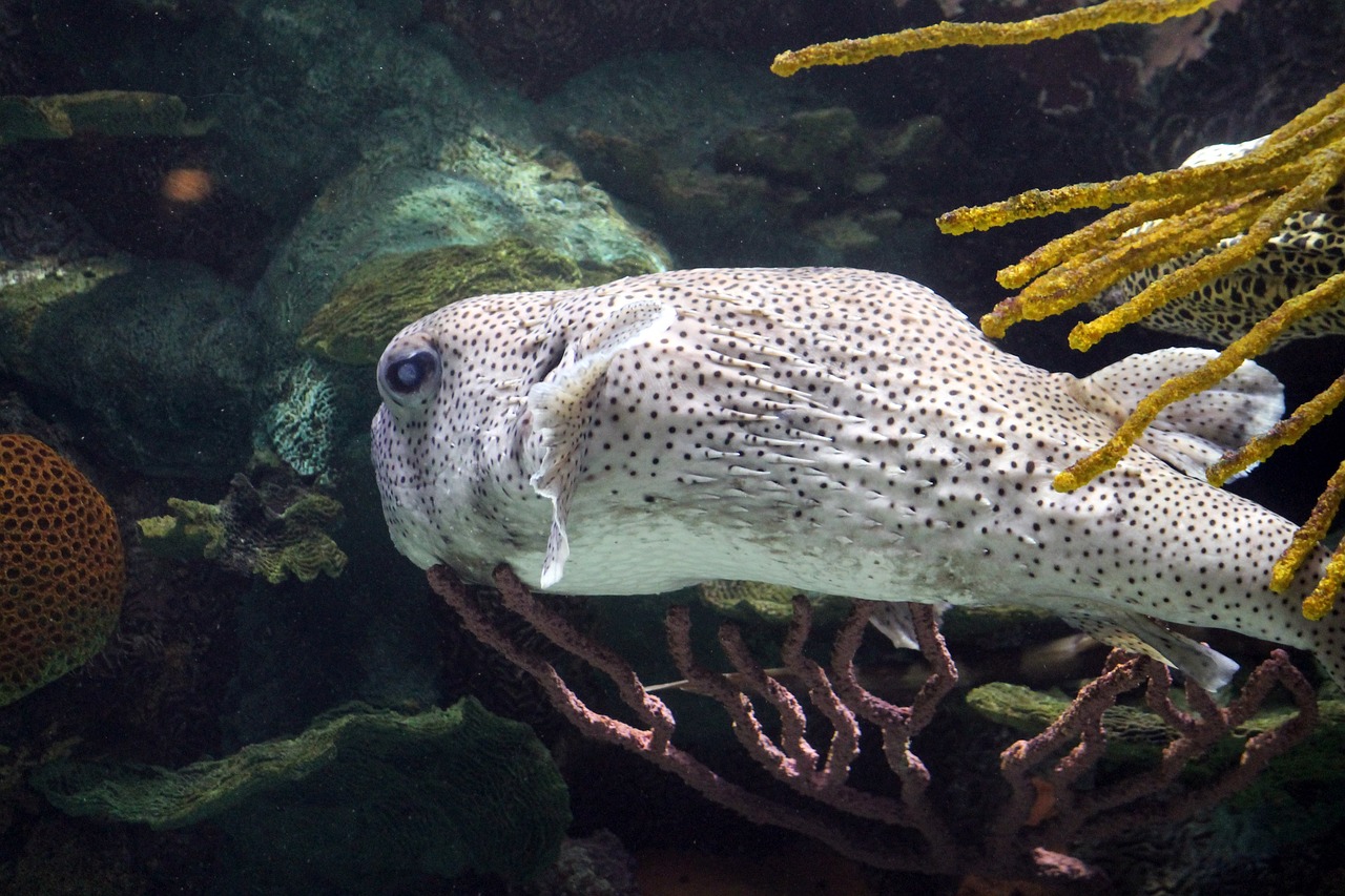 最新鱼缸设计图，打造优雅水族生态空间