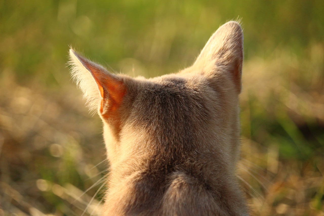 探索最新猫咪站点，共度美好萌宠时光