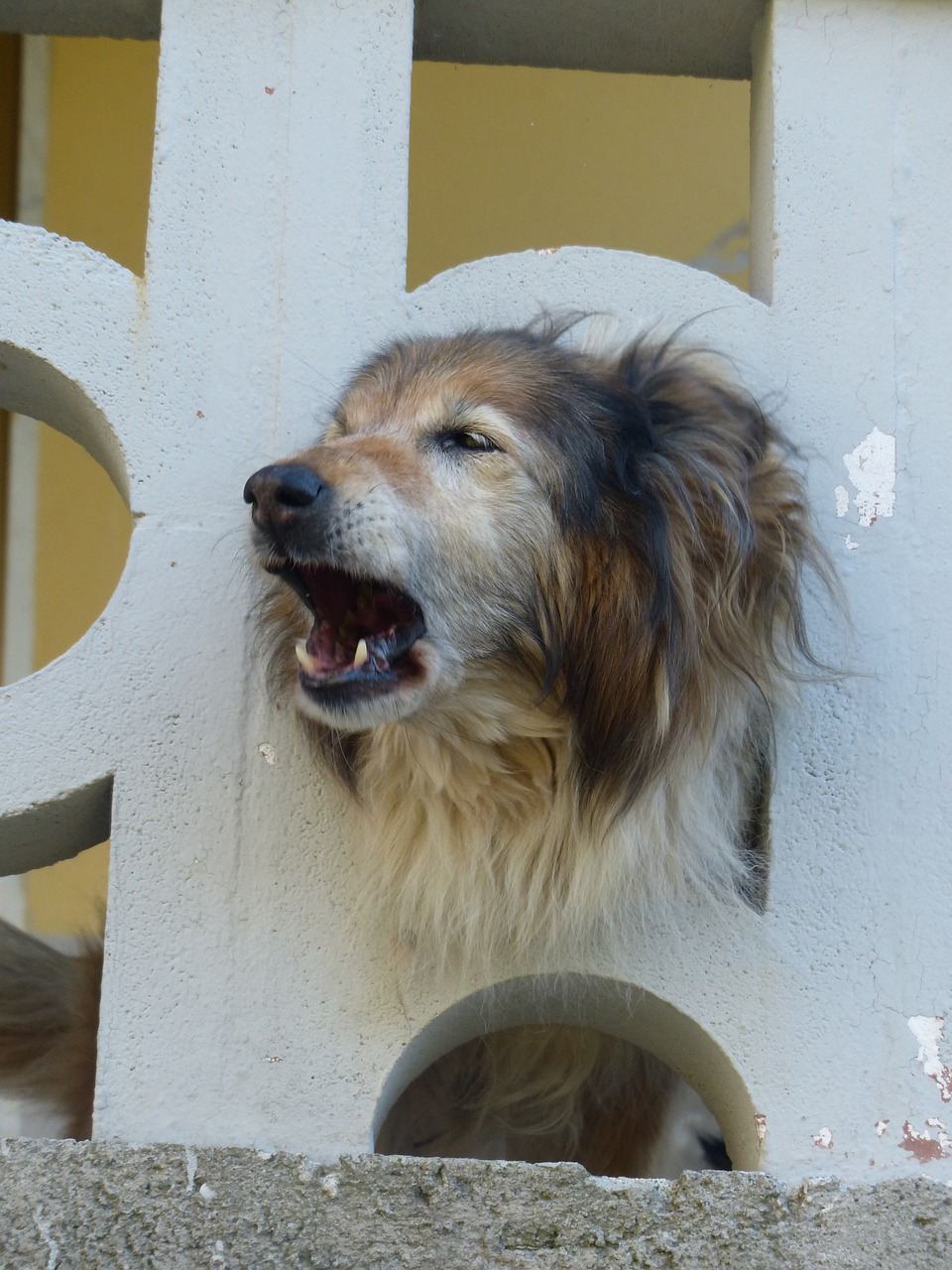 最新狗领养，开启人与犬之间的新缘分探索之旅